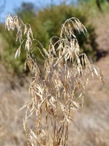 Bromus tectorum