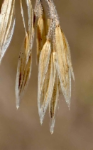 Bromus tectorum