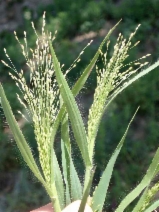 Panicum capillare