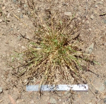 Eragrostis mexicana ssp. virescens
