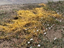 Cuscuta campestris