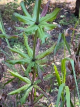 Lilium humboldtii