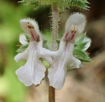Stachys stebbinsii