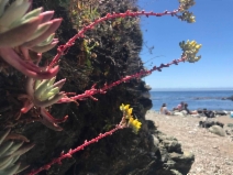 Dudleya caespitosa