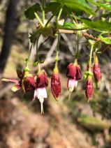 Ribes menziesii var. menziesii