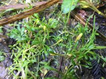 Montia howellii