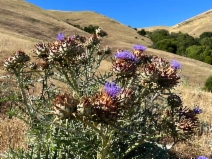 Cynara cardunculus