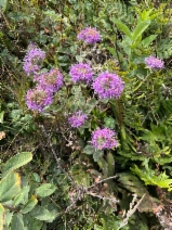 Monardella villosa ssp. franciscana