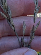 Festuca arundinacea