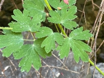 Aquilegia formosa
