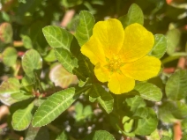 Ludwigia peploides