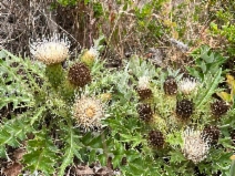 Cirsium quercetorum