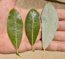 Salix lasiolepis