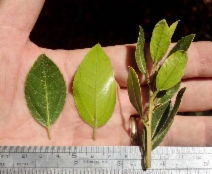 Rhamnus alaternus