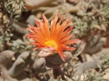 Malephora crocea