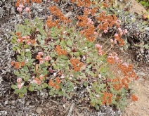Eriogonum grande