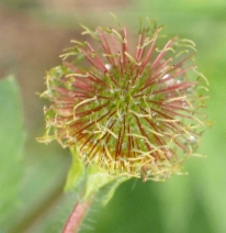 Geum macrophyllum