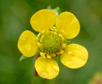 Geum macrophyllum