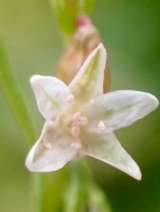 Polygonum douglasii
