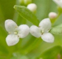 Galium trifidum ssp. columbianum