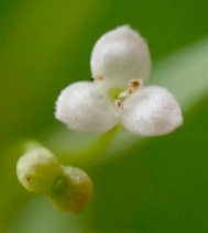 Galium trifidum