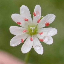 Stellaria longipes ssp. longipes