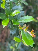 Berberis darwinii