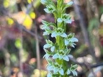 Piperia elegans