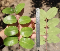 Ceratonia siliqua