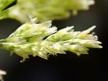 Polypogon viridis