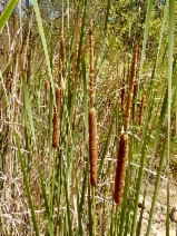 Typha latifolia