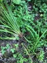 Carex pendula