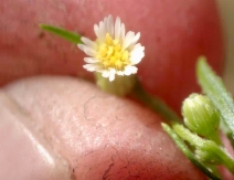 Erigeron canadensis