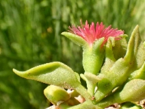 Aptenia cordifolia