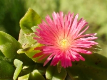 Aptenia cordifolia