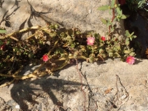 Aptenia cordifolia