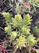 Suaeda californica