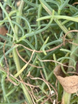 Salsola soda