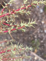 Salsola soda