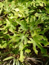 Ficus carica