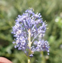 Ceanothus parvifolius