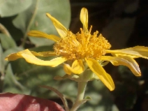 Wyethia elata