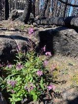 Chamerion angustifolium - Calflora