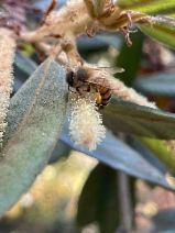 Lithocarpus densiflorus