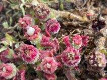 Mesembryanthemum crystallinum