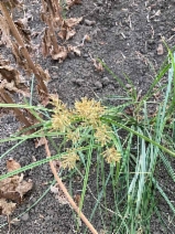 Cyperus esculentus var. leptostachyus