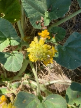 Proboscidea lutea