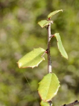 Rhamnus crocea