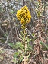 Solidago canadensis