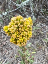 Solidago canadensis